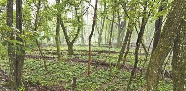 山上药材香 山下产业兴——镇坪培育壮大生态康养产业