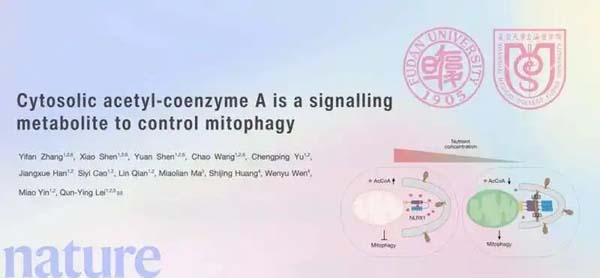 饿一饿更健康？中国团队找到科学解释
