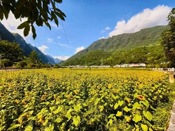 神农架百亩向日葵盛放 康养主题活动8月启幕