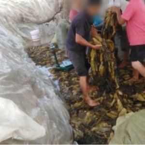 3·15晚会曝光丨触目惊心！部分老坛酸菜包竟是在土坑腌制而来
