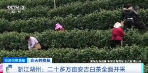 价格同比增10%！浙江20多万亩安吉白茶全面开采