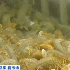 海鲜降价了！江苏连云港皮皮虾价格腰斩，螃蟹卖出“大白菜价”→