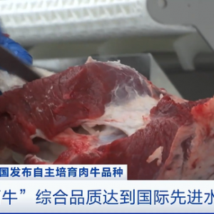 综合品质达国际先进水平！我国发布自主培育肉牛品种：华西牛