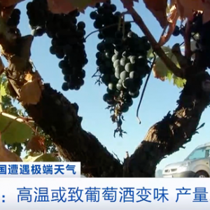 高温或致西班牙葡萄酒变味！水温升高，地中海水域珊瑚大规模死亡