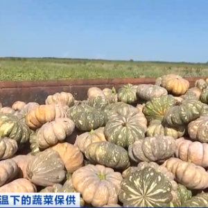 现采现卖、冷藏运输……持续高温下，保障果蔬“锁鲜”上市，各地出招→