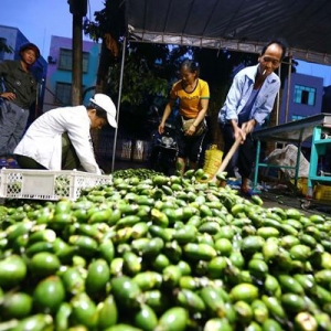 槟榔被多地市监局下架！我国现存槟榔相关企业超1.5万家，湖南最多