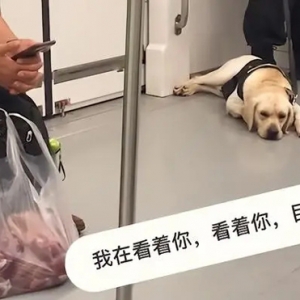 警犬眼馋小朋友手中烤肠直流口水，像是小孩子看别人吃东西一样