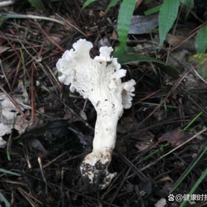 我国发现新物种白盖鸡油菌，专家：还未确定能否食用