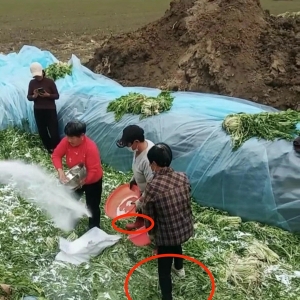 村民腌制酸菜时穿鞋踩踏，官方：正在调查酸菜是否用作买卖