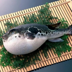中国烹饪协会年内再发《传统河鲀烹饪技术规范》等三项团体标准