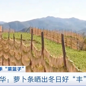萝卜条晒出冬日好“丰”景！云南南华3.8万亩萝卜丰收，预计产值3.2亿元！