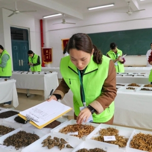“最懂茶的人”诞生记：辨、沏、闻、品、观，五官齐上“硬核”评茶