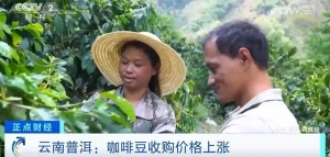 抢手货！云南普洱：咖啡生豆价格创新高，还供不应求！还在树上就被抢订一空！怎么这么 ...