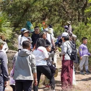 青岛大珠山景区：中草药研学赋能文旅融合 “养生+旅游”开拓文旅新赛道